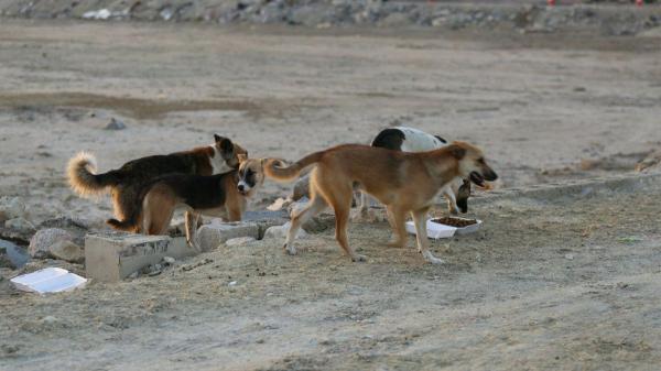 الكلاب المسعورة تودي بحياة 58 طفلاً وتصيب المئات بذمار خلال عام