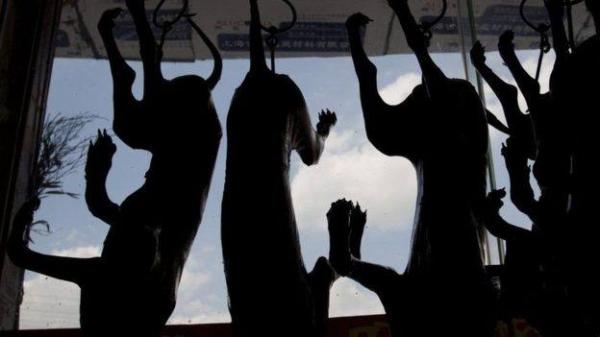 مهرجان أكل لحوم الكلاب ينطلق في الصين رغم شائعات حظره