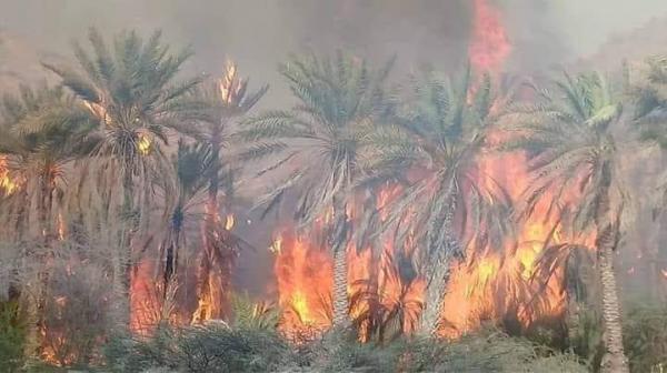 لليوم الثاني.. حريق هائل يلتهم المئات من أشجار النخيل في حضرموت