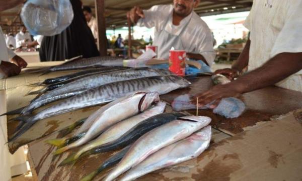اليمن يعلن إيقاف تصدير الأسماك والأحياء البحرية