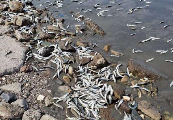 نفوق كميات كبيرة من الأسماك على سواحل عدن