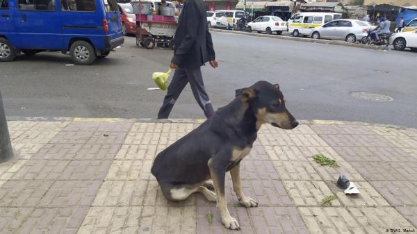 إصابة عشرات الأطفال إثر عضات كلاب مسعورة منتشرة في شوارع وحارات ذمار