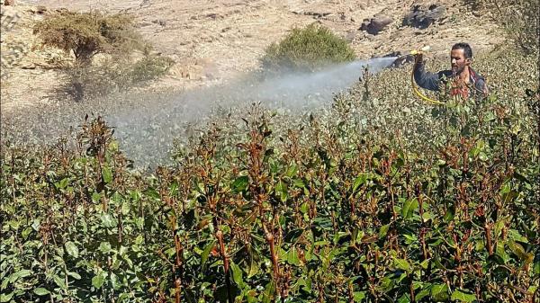 مهندسون زراعيون يحذرون من انتشار مبيدات زراعية فتاكة في دمت بالضالع