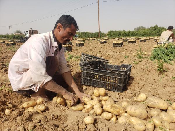 مليشيا الحوثي تحظر على المزارعين استيراد بذور البطاط