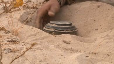 نفوق 4 رؤوس من الماشية إثر انفجار لغم حوثي في حجة
