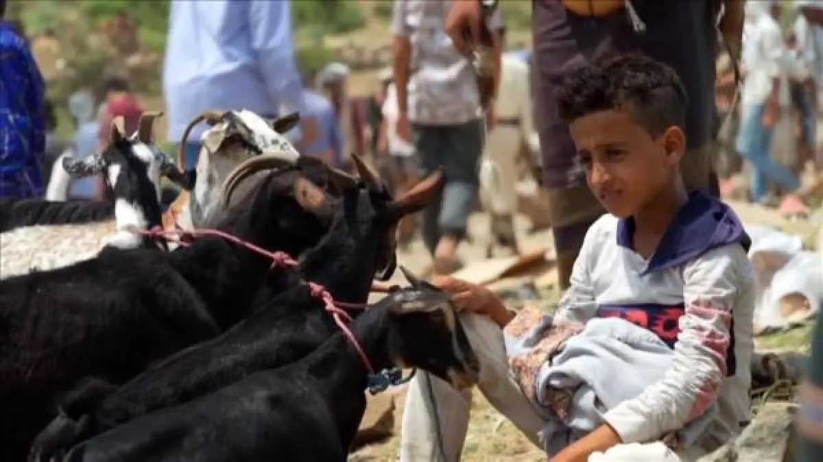 أضاحي "منفوخة بالماء".. فضيحة غش تهز أسواق المواشي في عدن