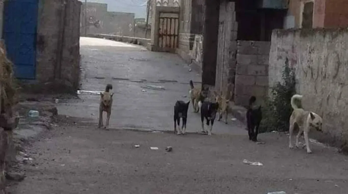 Dozens Injured by Dog Bites in Ibb Amid Rabies Vaccine Shortage